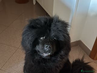 Chow Chow cani Chow chow maschio per monta - Annuncio 29