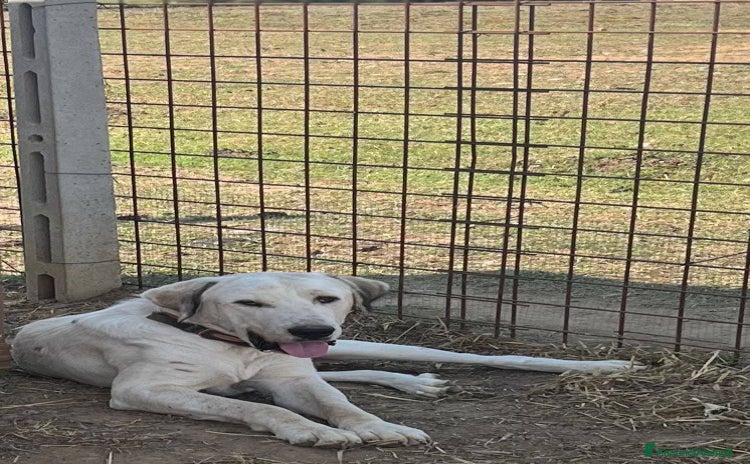 Meticcio cani a Provincia di Latina - Annuncio 15