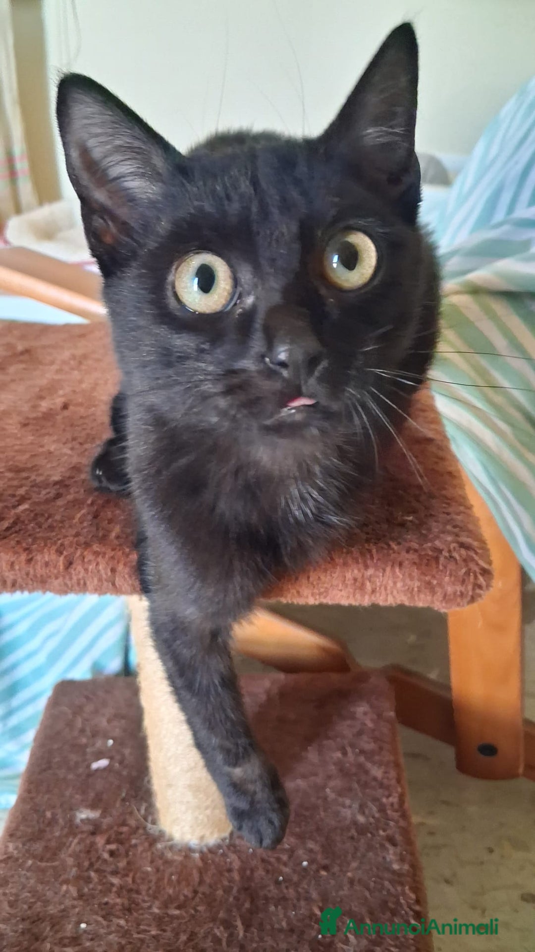 Meticcio gatti in regalo: GATTA E GATTINO SPECIALI - Annuncio 8