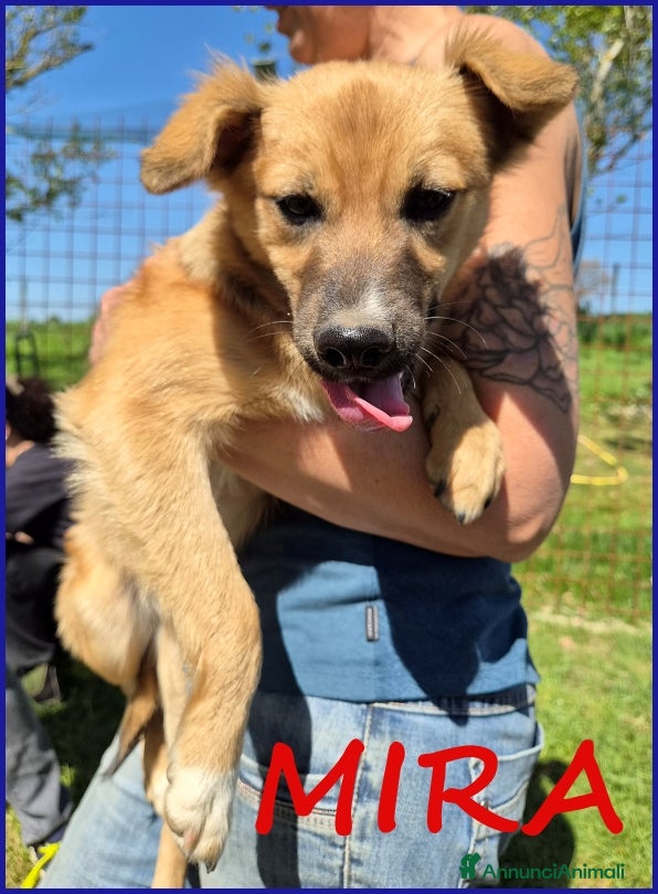 Meticcio cani MIRA STUPENDA CUCCIOLA 6 MESI DAGLI OCCHI DOLCI CE - Annuncio 25