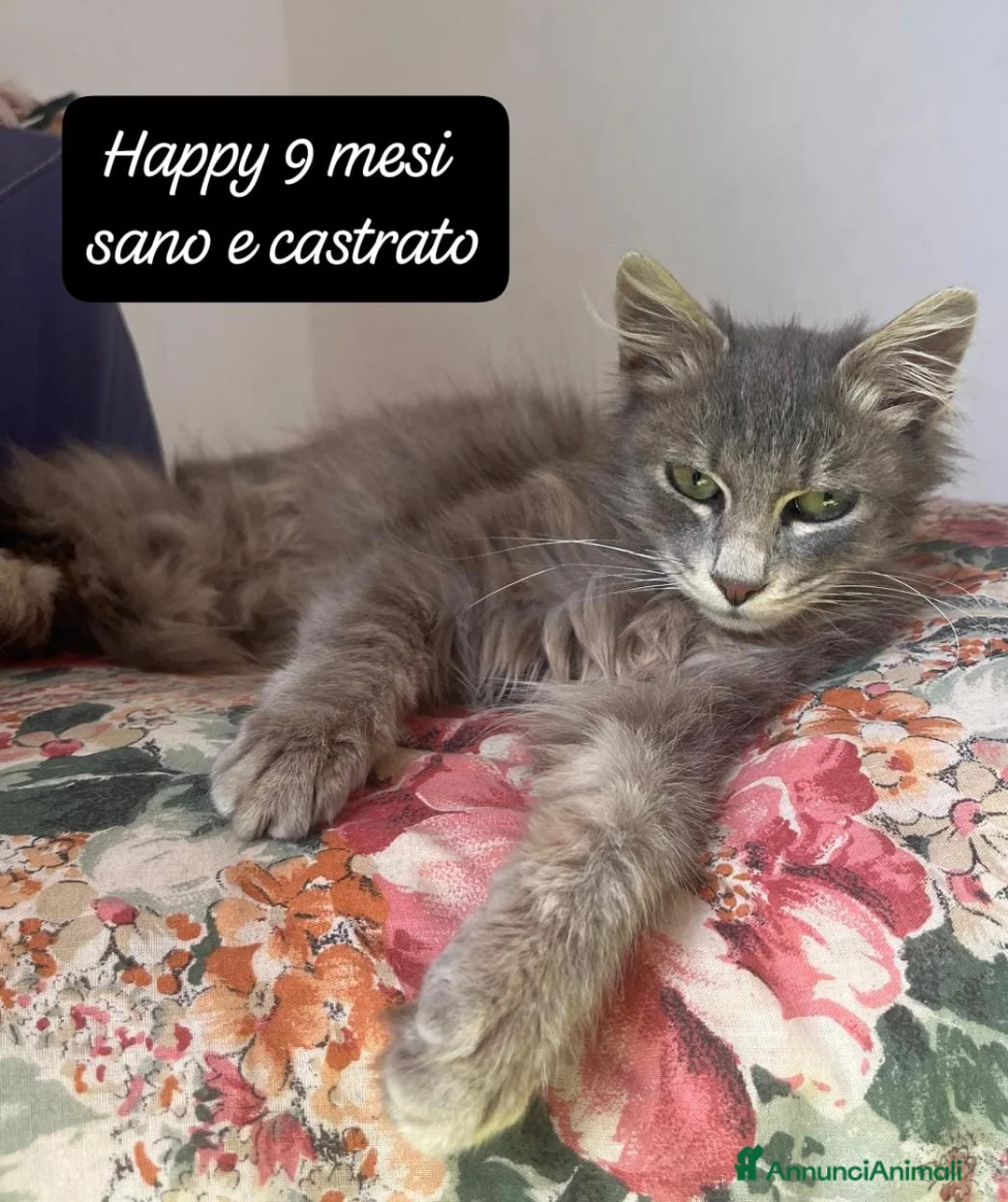 Altre razze cani in regalo: Famiglie cercasi urgentemente x questi gattini  a Provincia di Monza e della Brianza - Annuncio 2