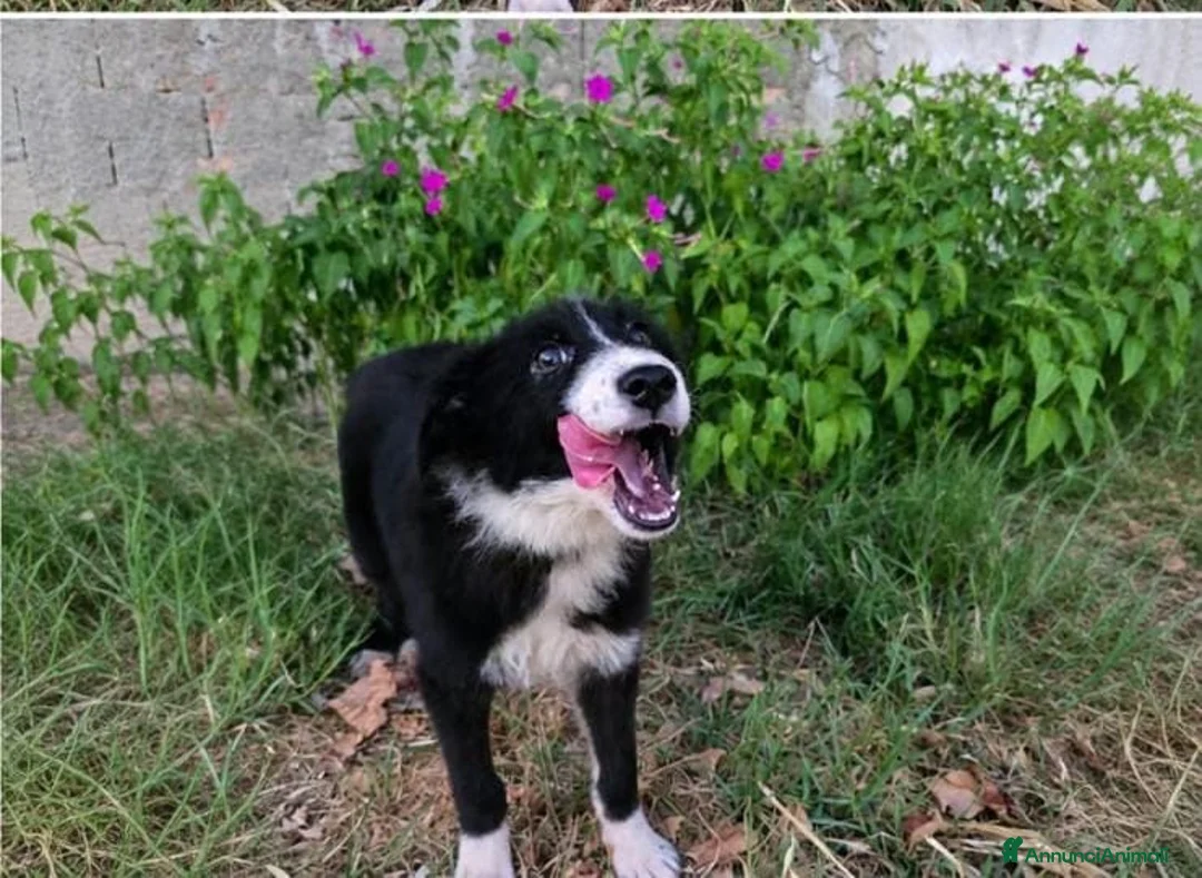 Meticcio cani in regalo:     DRUSILLA 🩷 IL SUO POSTO È ACCANTO A TE. 🙏🏻 a Provincia di Asti - Annuncio 2