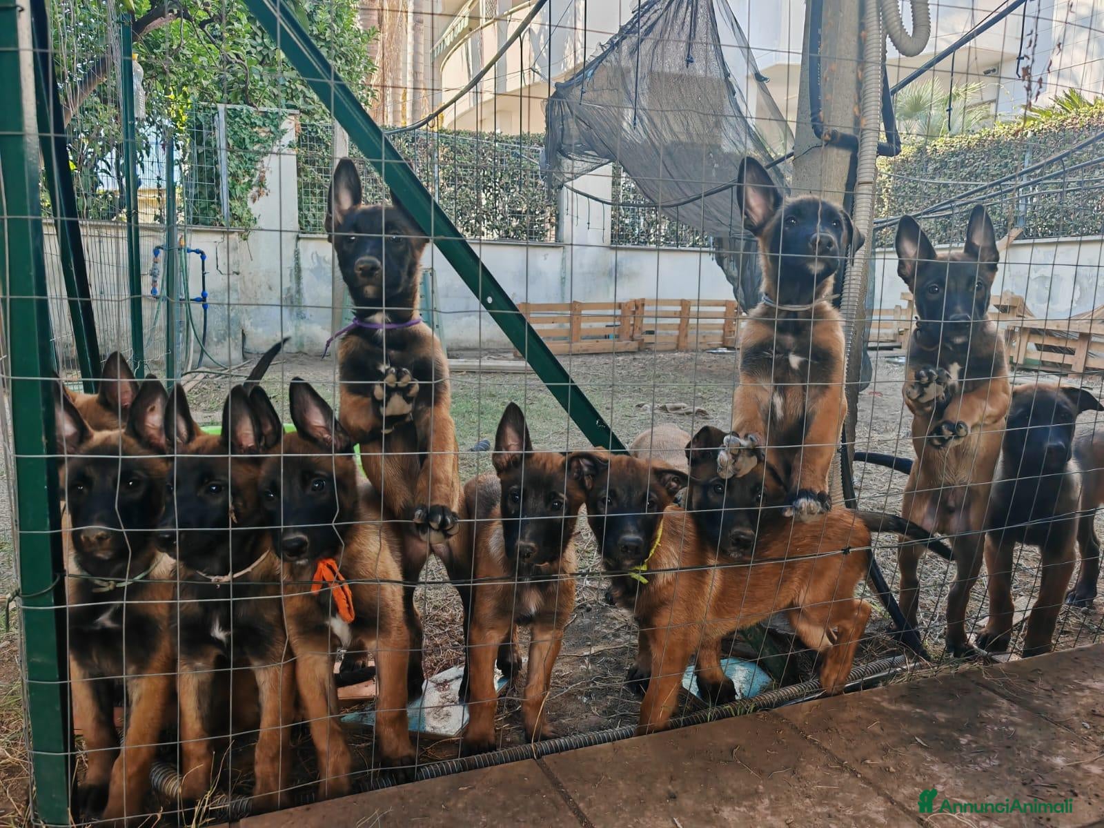 Pastore Belga cani Cuccioli Pastore Belga Malinois Alta Genealogia - Annuncio 16