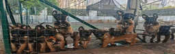 Pastore Belga cani in vendita: Cuccioli Pastore Belga Malinois Alta Genealogia a Provincia di Latina - Annuncio 1