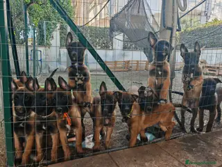 Pastore Belga cani Cuccioli Pastore Belga Malinois Alta Genealogia - Annuncio 16