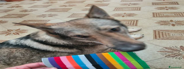 Runa