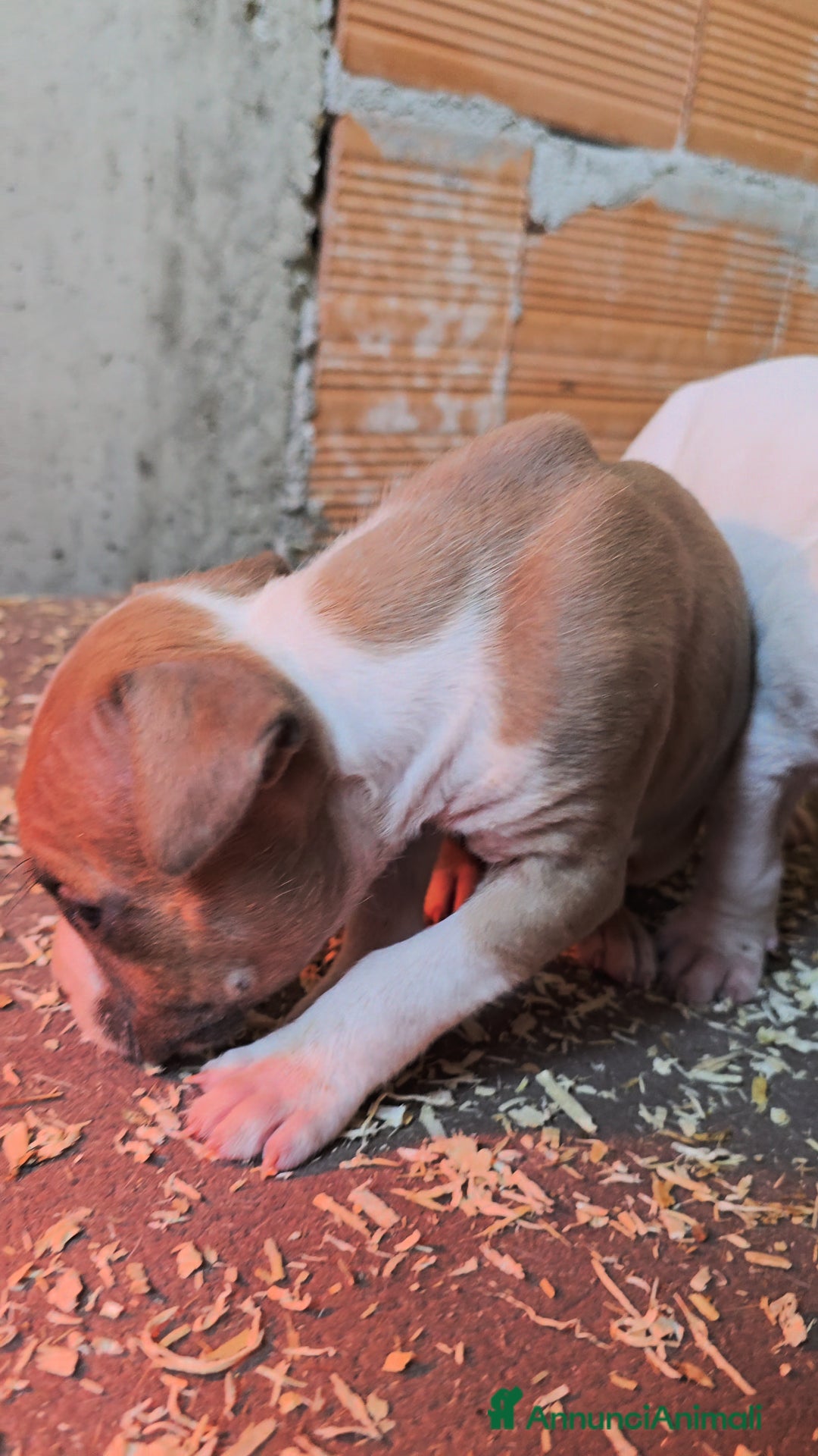 American Staffordshire cani in vendita: Cuccioli Amstaff  - Annuncio 22