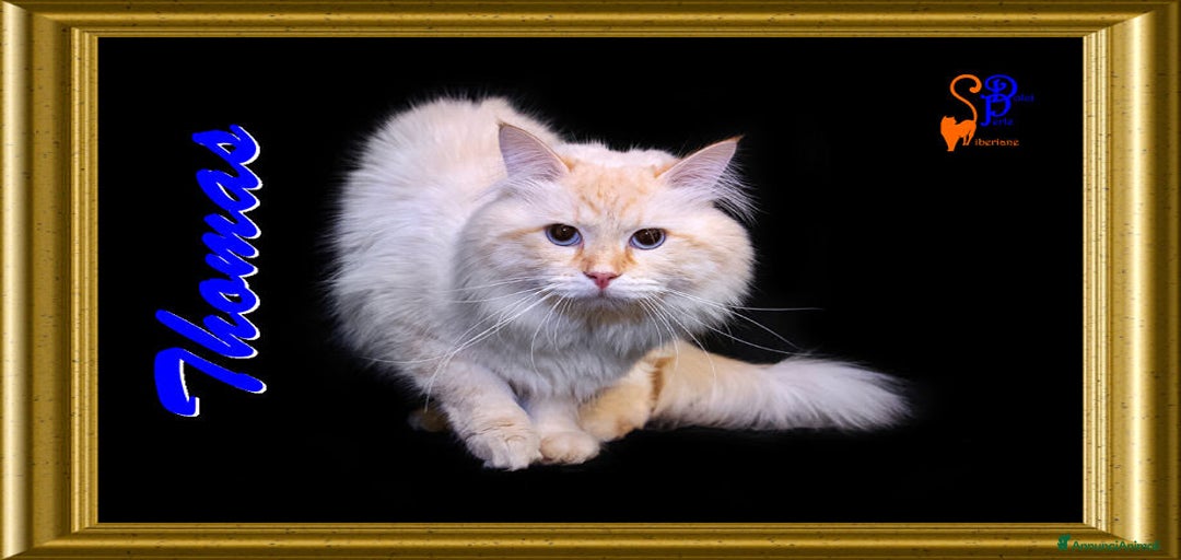 Immagine della galleria {{count}}