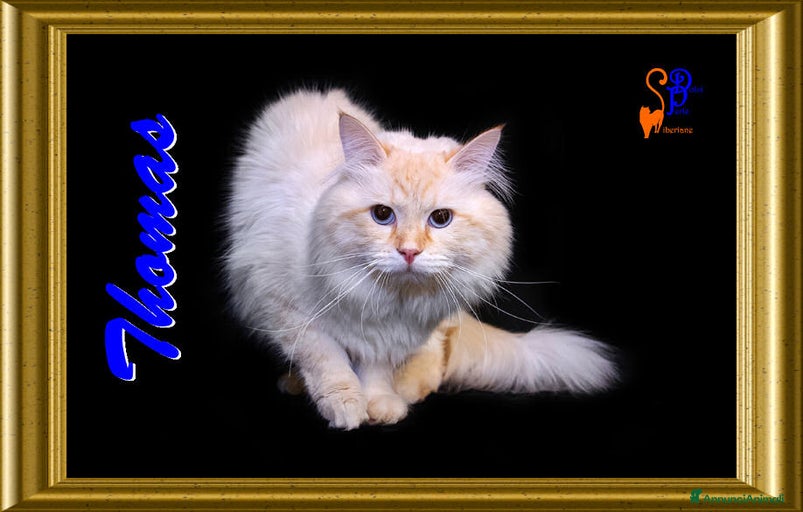 Immagine della galleria {{count}}