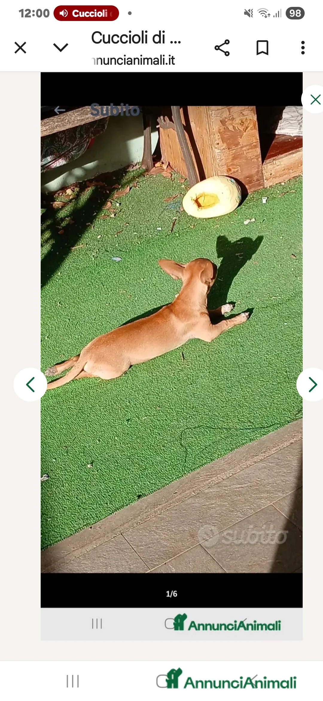 Chihuahua cani in vendita: Cuccioli di chihuahua - Annuncio 25