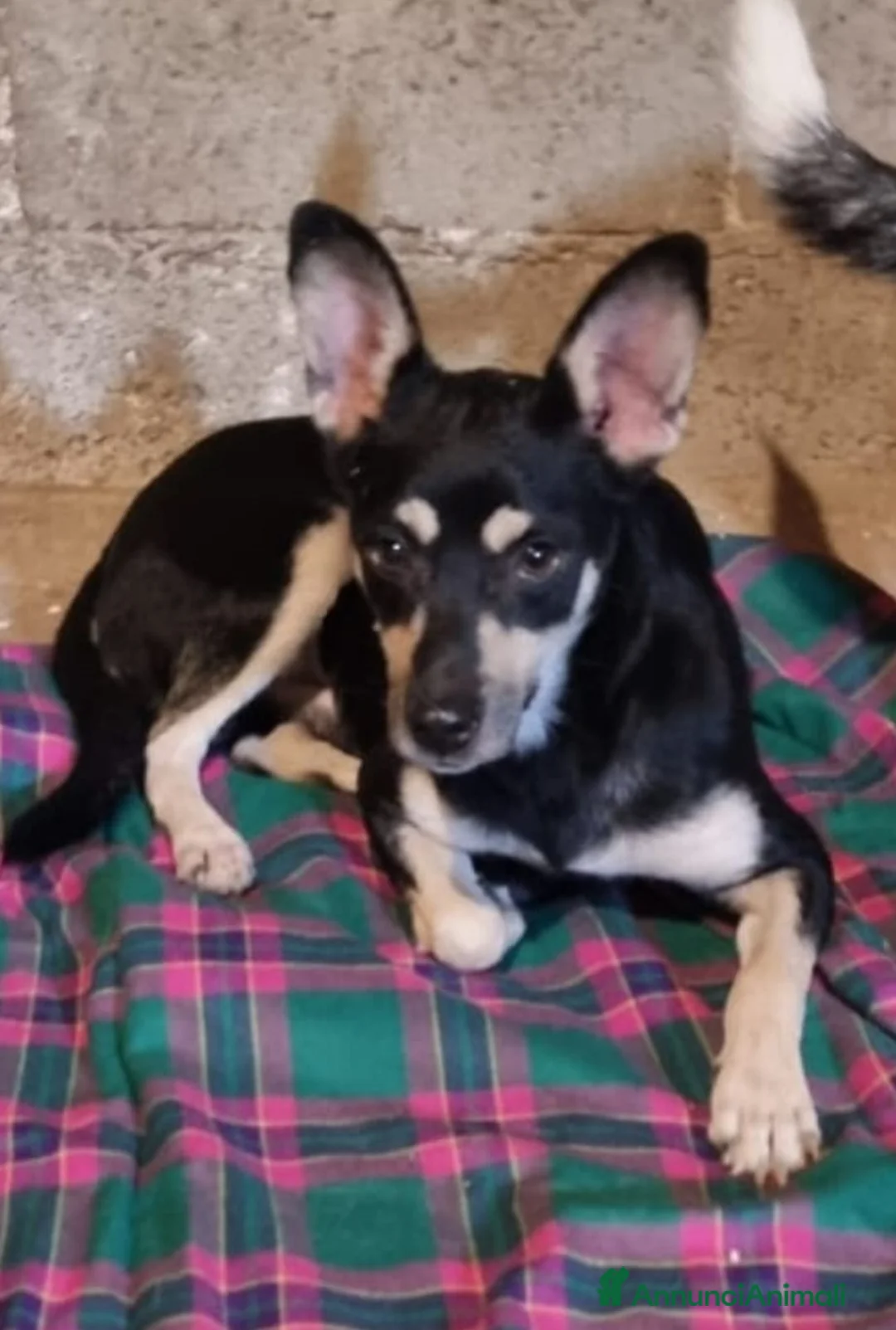 Meticcio cani in regalo: Una casa e tanto amore per Miele e Neve - Annuncio 4