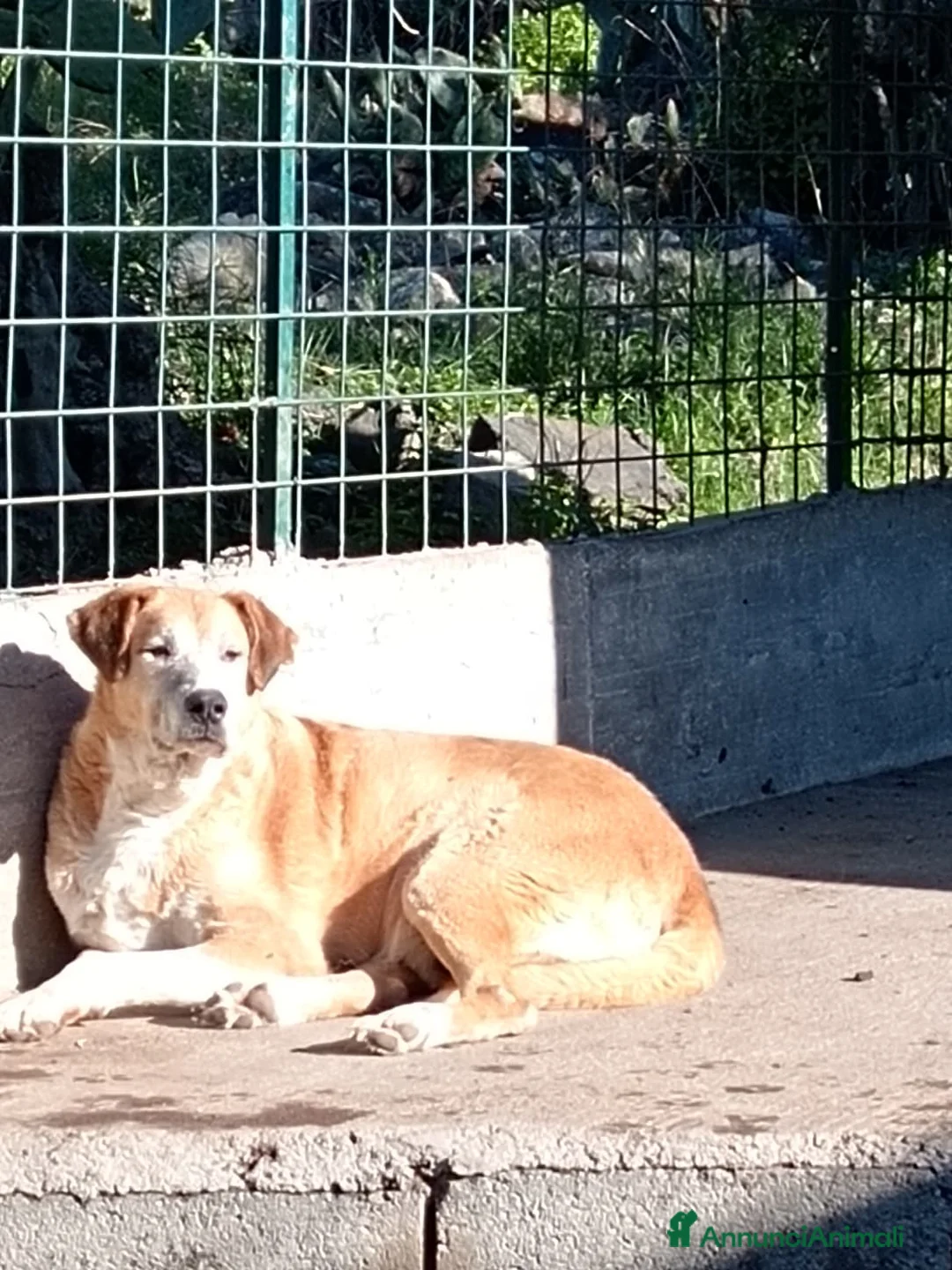 Meticcio cani in regalo: Peppe, Gigante buono in Canile - Annuncio 1