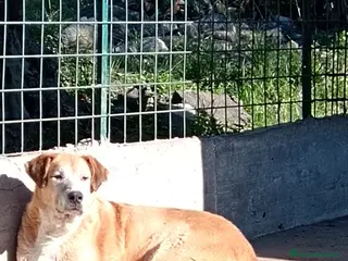 Meticcio cani Peppe, Gigante buono in Canile - Annuncio 1