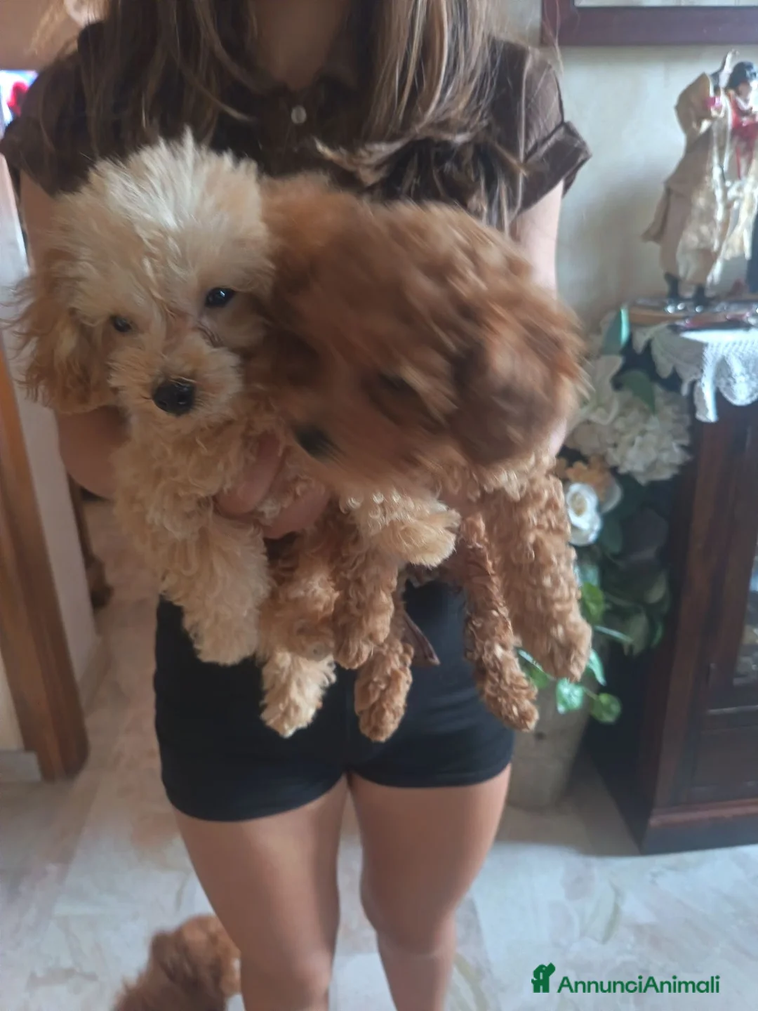 Barboncino cani in vendita: Barboncino mini - Annuncio 4