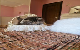Persiano gatti in vendita: Gattini persiani a Provincia di Padova - Immagine 12