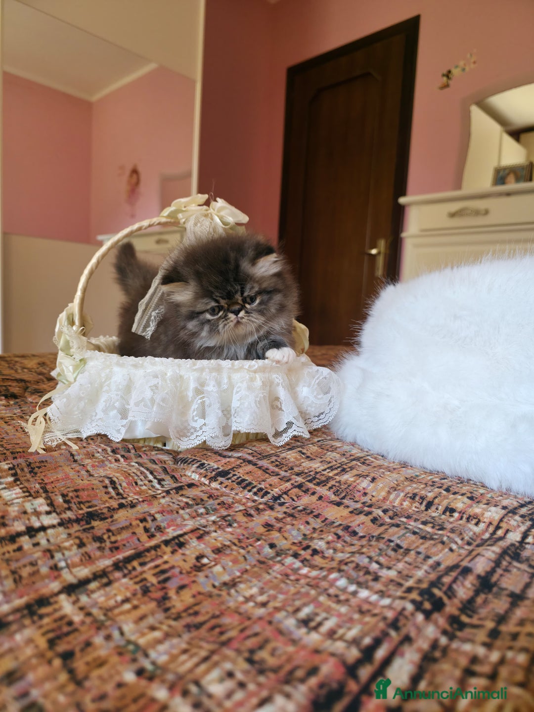 Persiano gatti in vendita: Gattini persiani a Provincia di Padova - Immagine 12