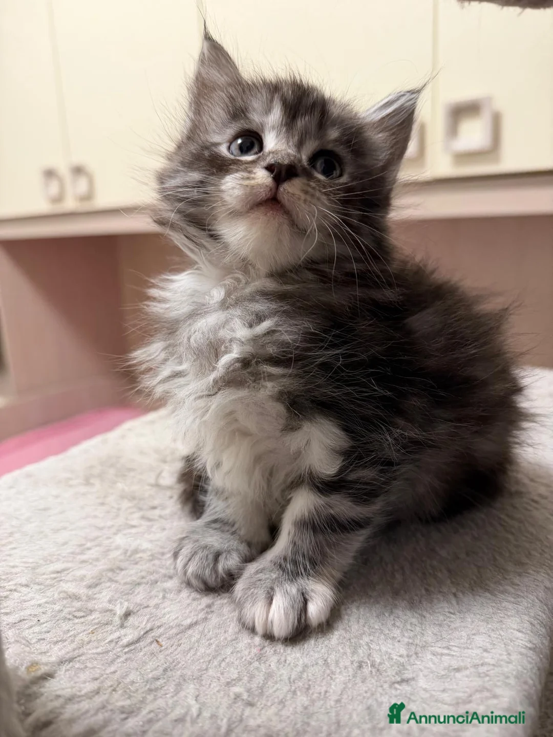 Maine Coon gatti in vendita: Cuccioli maine coon nati il 26 dic 25 con pedigree - Annuncio 3