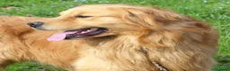 Golden Retriever cani per accoppiamento: Golden retriever maschio americano - Annuncio 1