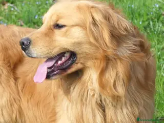 Golden Retriever cani Golden retriever maschio americano - Annuncio 1