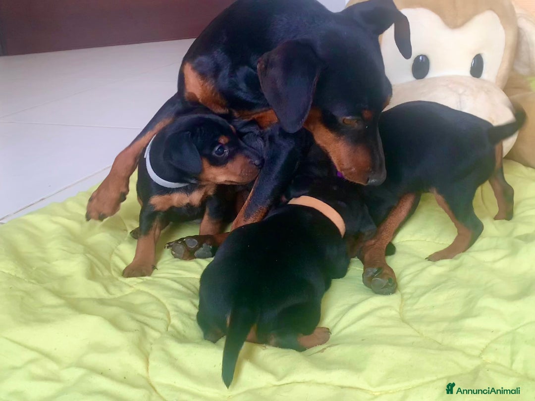 Pinscher Miniatura cani in vendita: Pinscher nano  - Annuncio 5