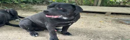Cane Corso cani in vendita: Cuccioli di Cane Corso manto nero - Annuncio 20