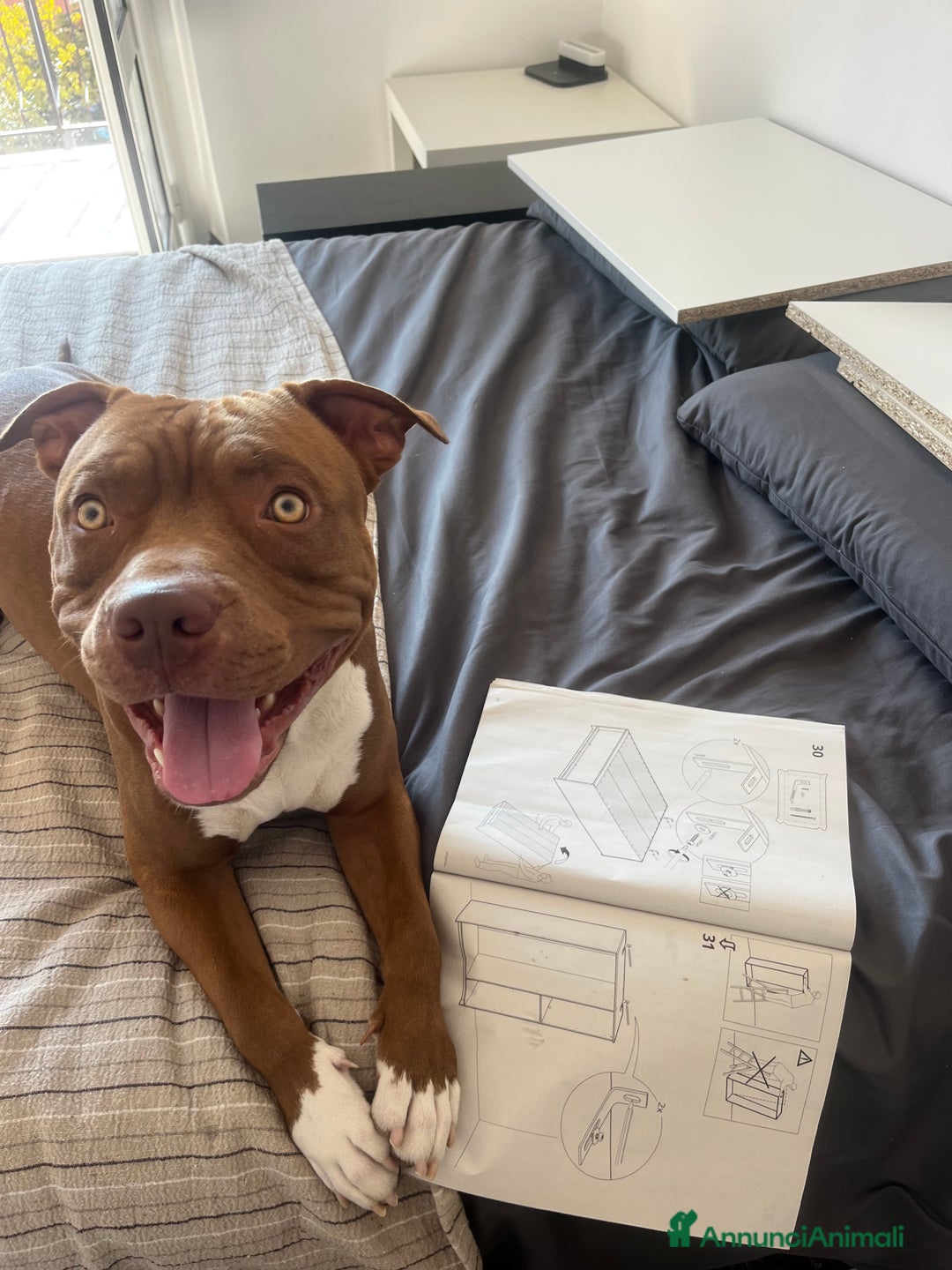 Pitbull cani in regalo: Diego - Annuncio 3