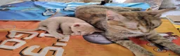 Altre razze gatti in regalo: Gattini cercano casa - Annuncio 4