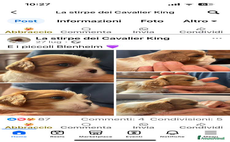 Cavalier King cani a Province of Vicenza - Annuncio 1