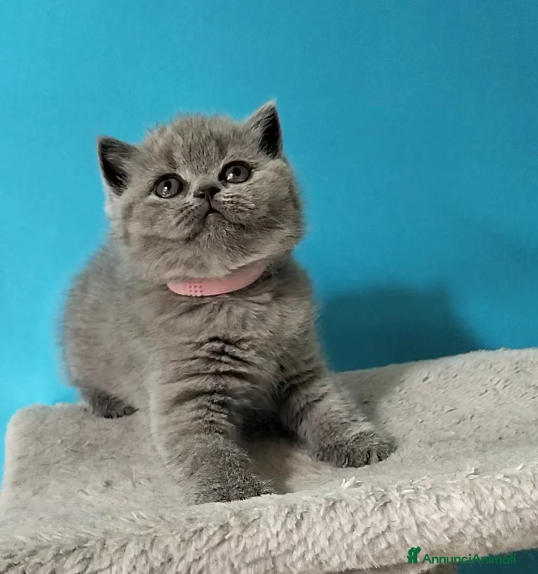 British gatti in vendita: Cuccioli British Shorthair  - Annuncio 6