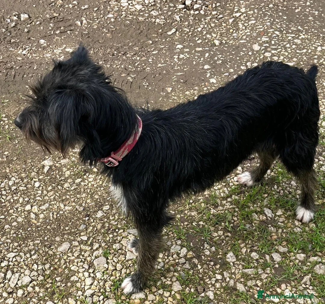 Meticcio cani in regalo: Cucciola  - Annuncio 3