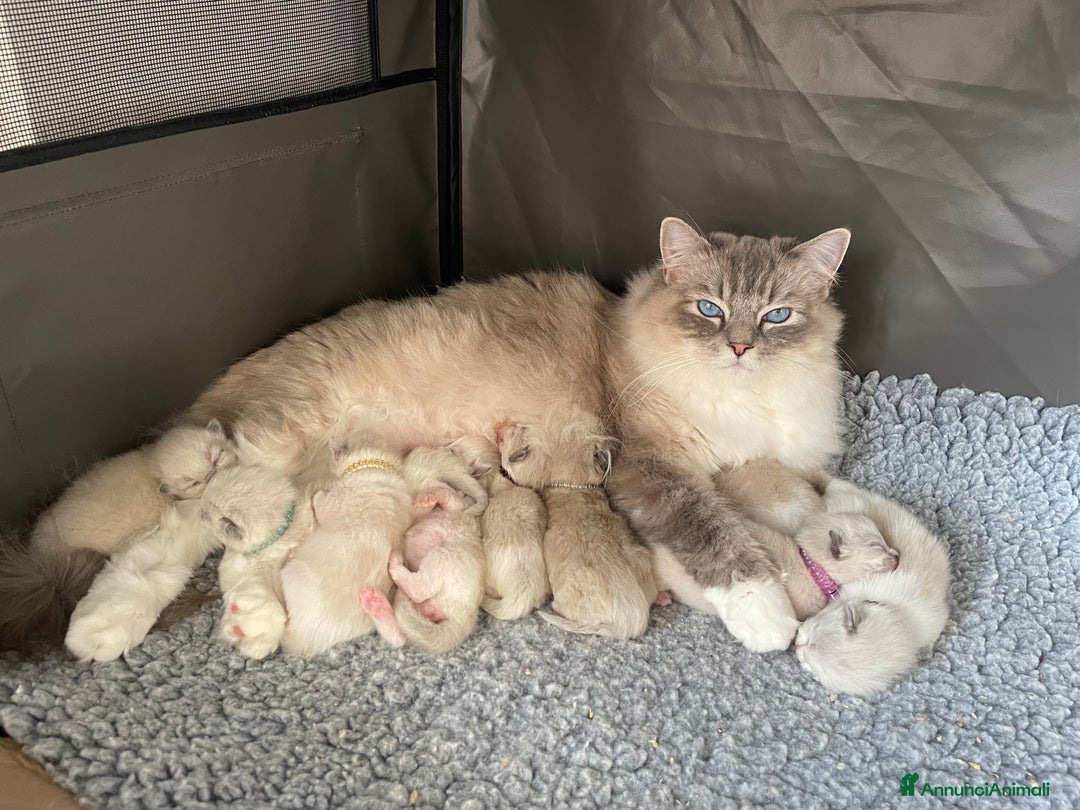 Immagine della galleria {{count}}