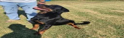 Rottweiler cani in regalo: Adamo, splendido Rottweiler in adozione  - Annuncio 2
