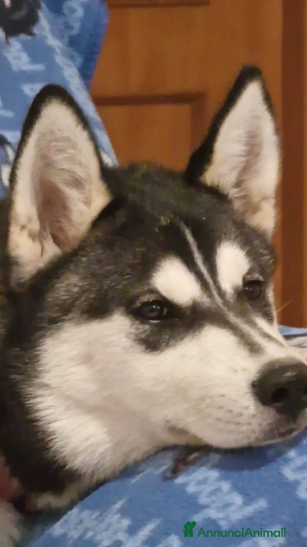 Husky cani in regalo: Husky dolce aspetta dolce famiglia  - Annuncio 4