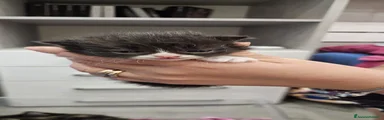 Persiano 4