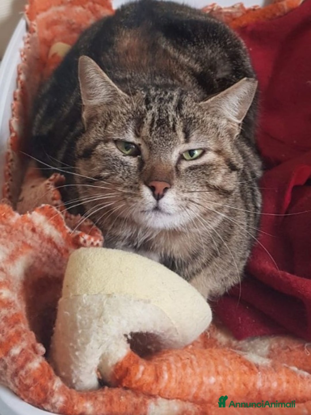 Europeo gatti in regalo: Mici mamma e figlio, giovani,salvati, FELV+.Puglia a Città Metropolitana di Milano - Annuncio 8