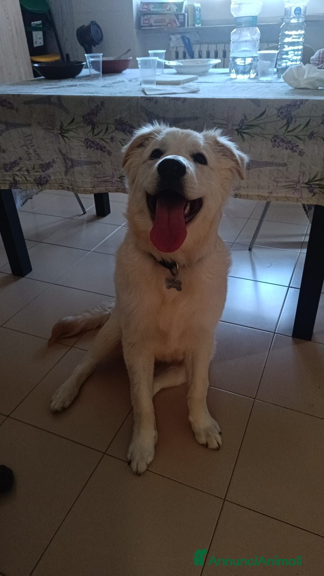 Pastore Abbruzzese Maremmano cani Simil maremmano in adozione  - Annuncio 1
