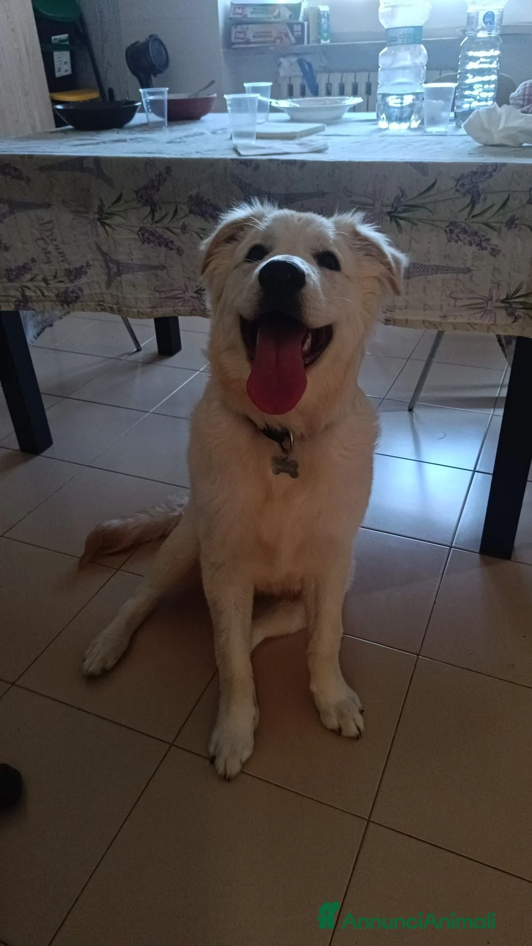 Pastore Abbruzzese Maremmano cani in regalo: Simil maremmano in adozione  a Provincia di Caserta - Annuncio 1