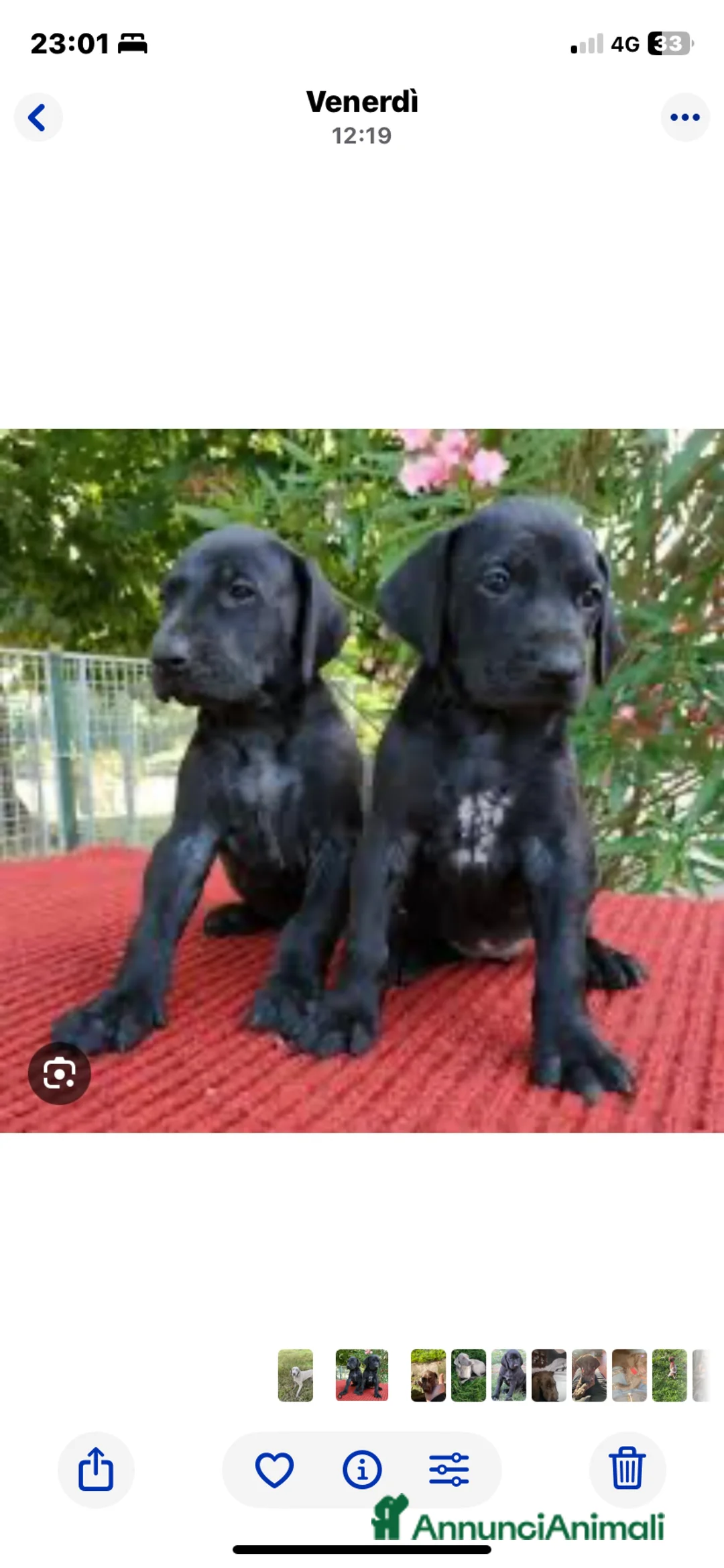 Bracco cani in regalo: Bracco  - Annuncio 1