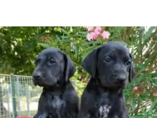 Bracco cani Bracco - Annuncio 1