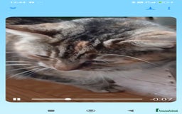 Europeo gatti in regalo: GATTINA IN REGALO - Immagine 2