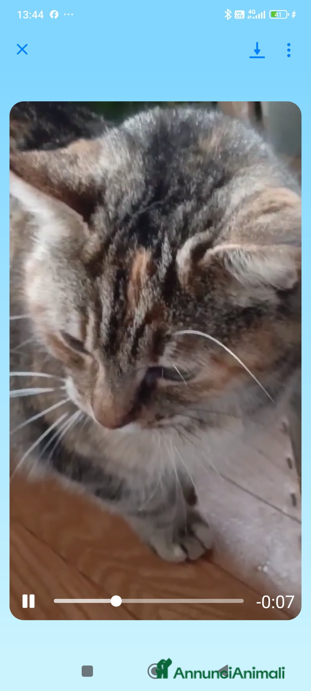 Europeo gatti in regalo: GATTINA IN REGALO - Immagine 2