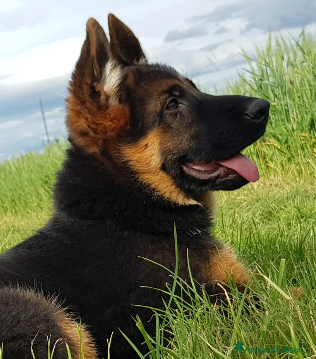 Immagine della galleria {{count}}