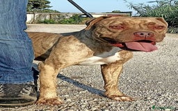 Pitbull cani in regalo: GRINO, strepitoso pit dal manto tigrato a Provincia di Latina - Immagine 5