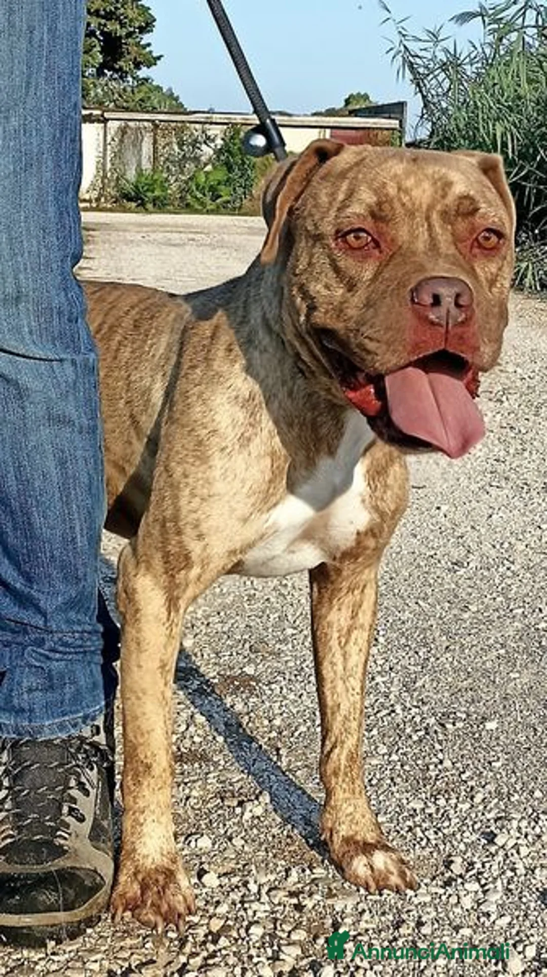 Pitbull cani in regalo: GRINO, strepitoso pit dal manto tigrato a Provincia di Latina - Annuncio 5