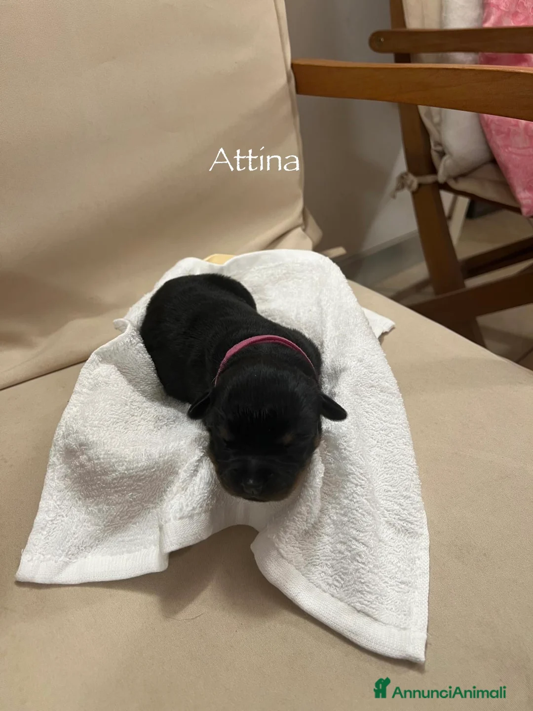 Rottweiler cani in vendita: Cuccioli Rottweiler con pedigree  - Annuncio 8