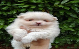 Volpino Pomerania cani in vendita: Volpino di Pomerania  a Provincia di Modena - Immagine 4
