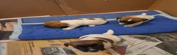 Jack Russell cani in vendita: Jack russell  - Annuncio 4