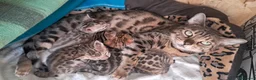 Bengala gatti in vendita: Bengala cucciolo snow maschio - Annuncio 2
