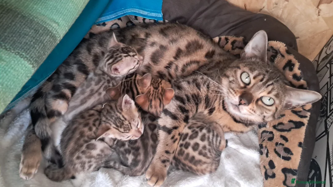 Bengala gatti in vendita: Bengala cucciolo snow maschio - Annuncio 2