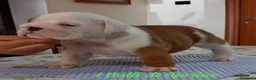 Bulldog cani in vendita: BULLDOG INGLESE  - Annuncio 2